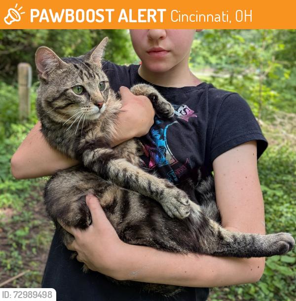Found/Stray Male Cat last seen Crawford and Spring Lawn , Cincinnati, OH 45223