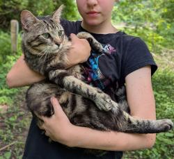 Found/Stray Male Cat last seen Crawford and Spring Lawn , Cincinnati, OH 45223
