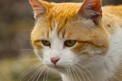 Lost Male Cat last seen Red Pine Dr. and Wainwright Rd., Kent City, MI 49330