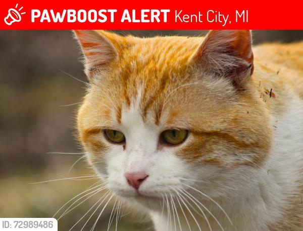 Lost Male Cat last seen Red Pine Dr. and Wainwright Rd., Kent City, MI 49330