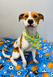 Shelter Stray Male Dog last seen Near Pillette Road, LAFAYETTE, LA, 70508, 410 Dugas Rd, Lafayette, LA 70507, USA