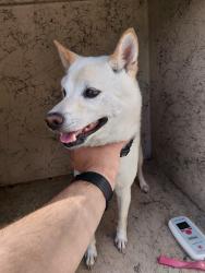 Shelter Stray Female Dog last seen Near Breemen Circle, LAFAYETTE, LA, 70508, 410 Dugas Rd, Lafayette, LA 70507, USA