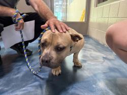 Shelter Stray Male Dog last seen Near Cameron, PONTIAC, MI, 48341, 1200 N Telegraph Building 42E, Pontiac, MI 48340, USA