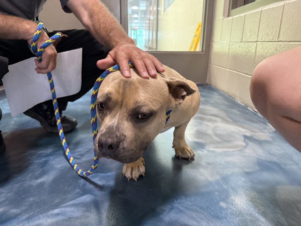 Shelter Stray Male Dog last seen Near Cameron, PONTIAC, MI, 48341, 1200 N Telegraph Building 42E, Pontiac, MI 48340, USA