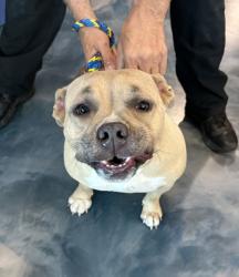 Shelter Stray Female Dog last seen Near Cameron, PONTIAC, MI, 48341, 1200 N Telegraph Building 42E, Pontiac, MI 48340, USA