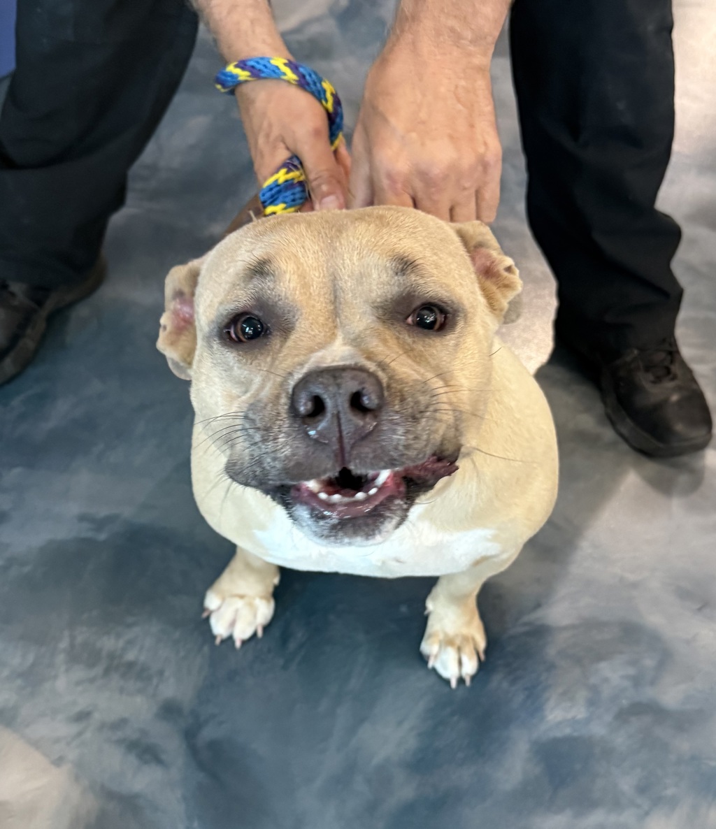 Shelter Stray Female Dog last seen Near Cameron, PONTIAC, MI, 48341, 1200 N Telegraph Building 42E, Pontiac, MI 48340, USA