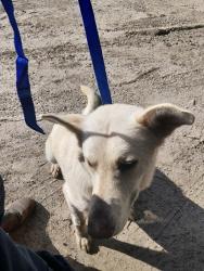 Shelter Stray Male Dog last seen Near S Fieldspan Road, DUSON, LA, 70529, 410 Dugas Rd, Lafayette, LA 70507, USA