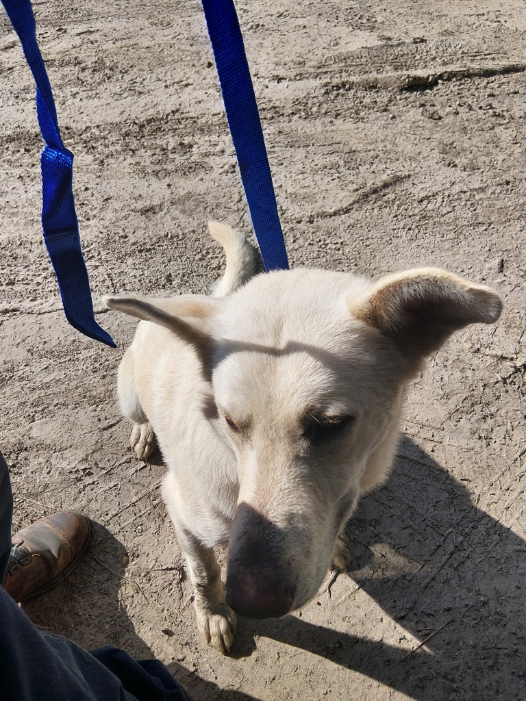 Shelter Stray Male Dog last seen Near S Fieldspan Road, DUSON, LA, 70529, 410 Dugas Rd, Lafayette, LA 70507, USA