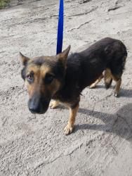 Shelter Stray Male Dog last seen Near S Fieldspan Road, DUSON, LA, 70529, 410 Dugas Rd, Lafayette, LA 70507, USA