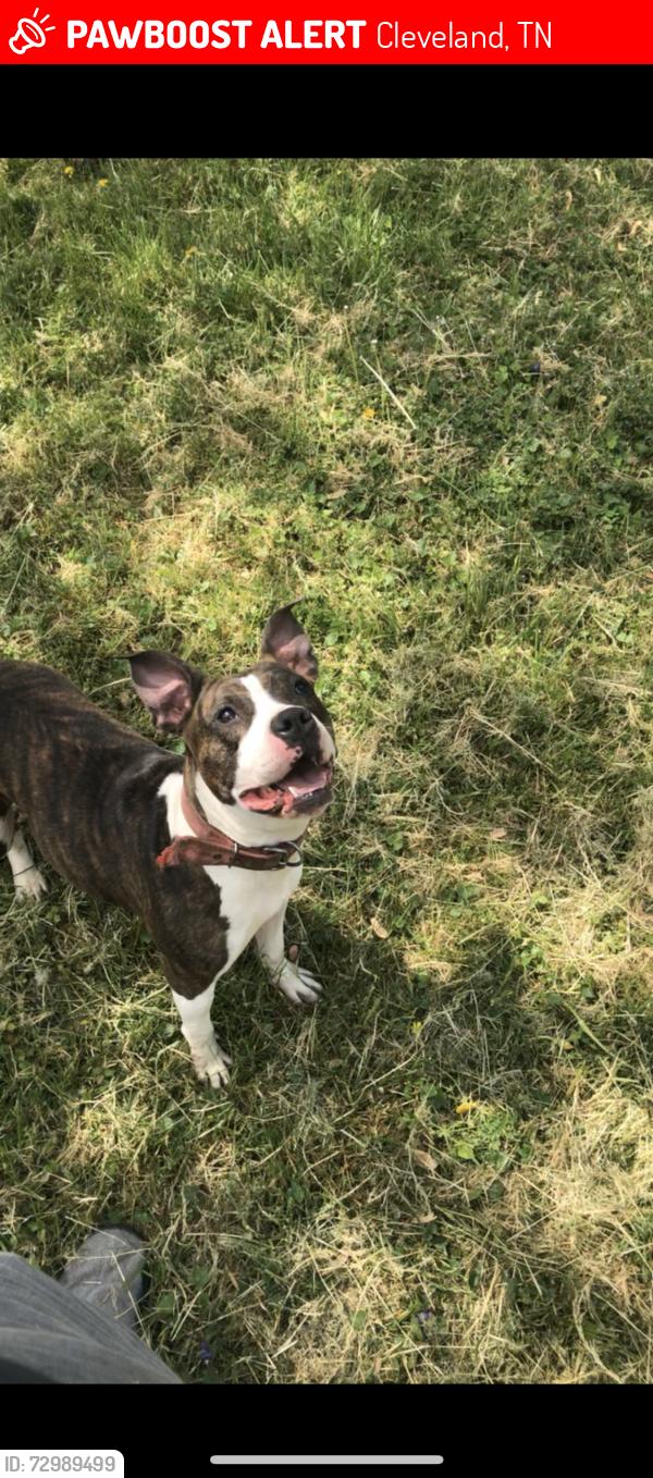Lost Female Dog last seen Spring place rd, Cleveland, TN 37323