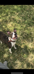 Lost Female Dog last seen Spring place rd, Cleveland, TN 37323