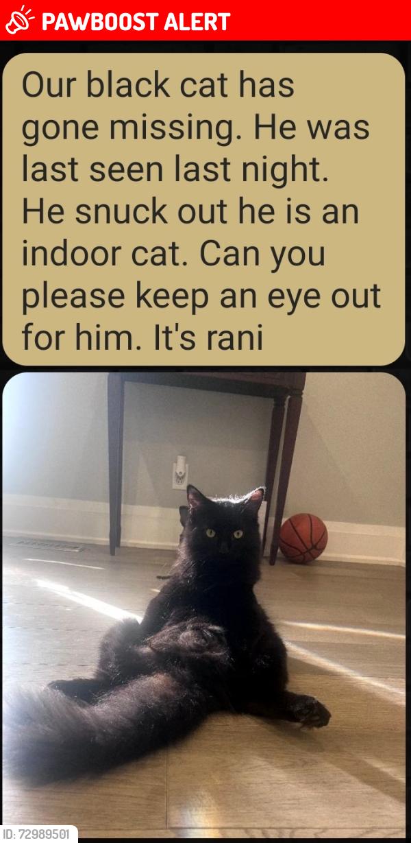 Lost Male Cat last seen Kenninghall and Pine Cliff , Mississauga, ON L5N 1J5