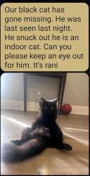 Lost Male Cat last seen Kenninghall and Pine Cliff , Mississauga, ON L5N 1J5