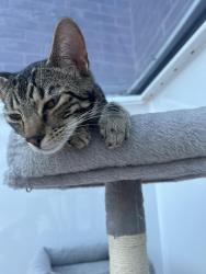 Lost Male Cat last seen Glenwood Llanedeyrn Cardiff , Cardiff, Wales CF23 6UW