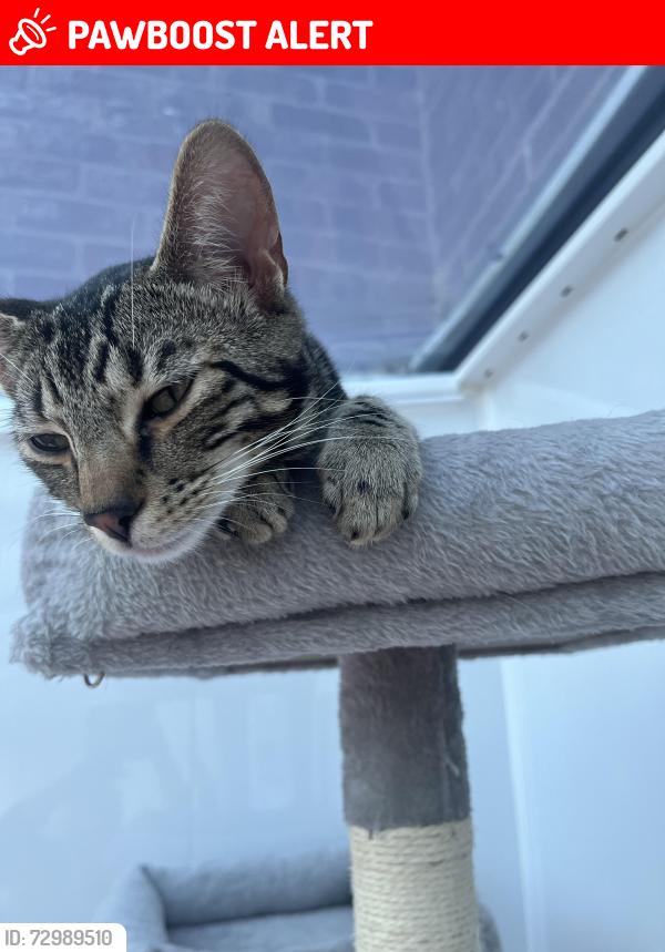 Lost Male Cat last seen Glenwood Llanedeyrn Cardiff , Cardiff, Wales CF23 6UW