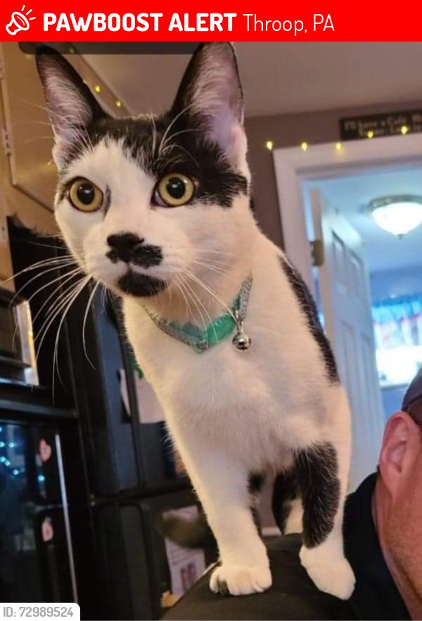 Lost Male Cat last seen Sanderson street Throop PA , Throop, PA 18512