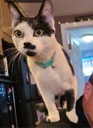 Lost Male Cat last seen Sanderson street Throop PA , Throop, PA 18512