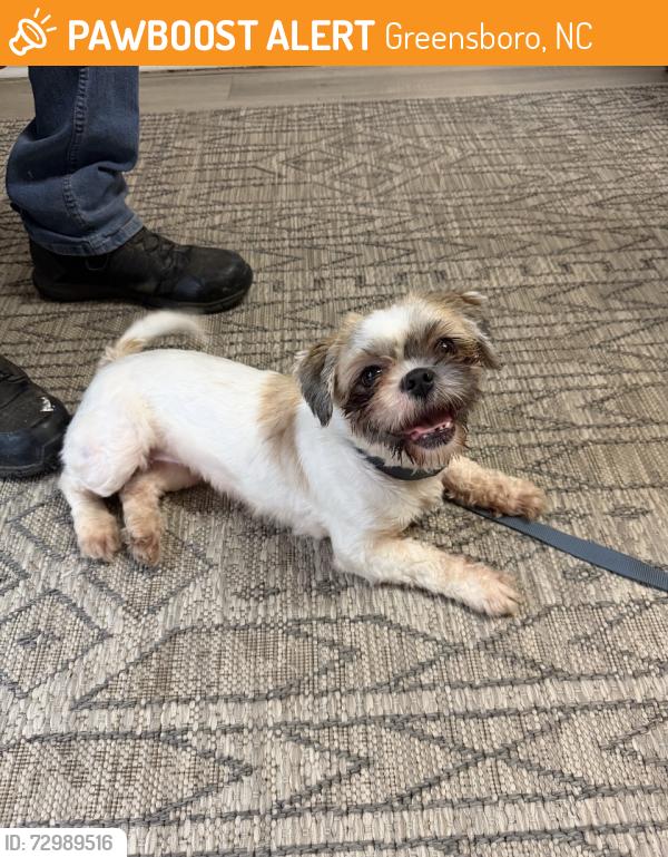 Found/Stray Unknown Dog last seen Off 29th , Greensboro, NC 27405
