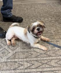 Found/Stray Unknown Dog last seen Off 29th , Greensboro, NC 27405
