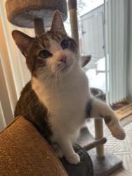 Reunited Female Cat last seen Pennsbury Village, Pittsburgh, PA 15205
