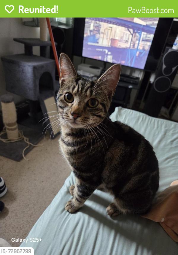 Reunited Male Cat last seen Lancaster Close, Selly Hall Croft & York Close, West Midlands, England B30 2HW