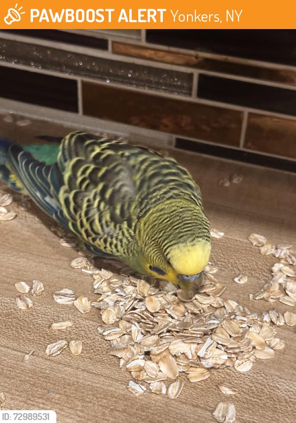 Found/Stray Male Bird last seen Near Roosevelt High School, Yonkers, NY 10705