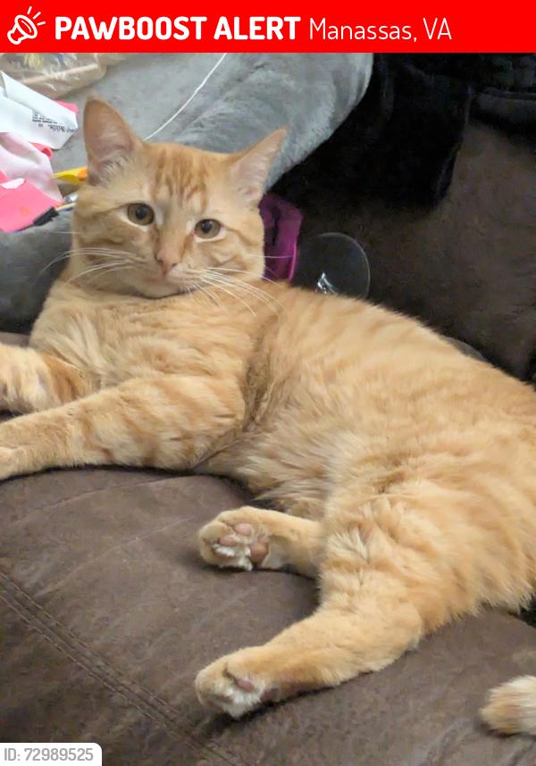 Lost Male Cat last seen Emerald st, Manassas, VA 20109