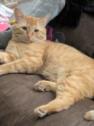 Lost Male Cat last seen Emerald st, Manassas, VA 20109