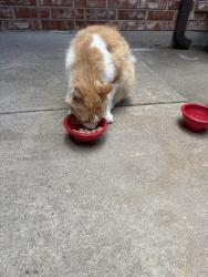 Found/Stray Female Cat last seen Santa Fe, Oklahoma City, OK 73170
