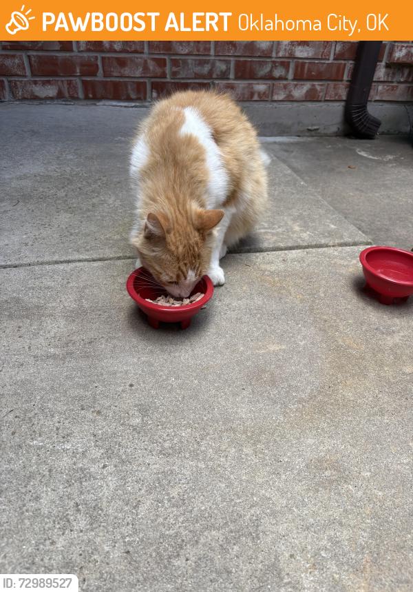 Found/Stray Female Cat last seen Santa Fe, Oklahoma City, OK 73170