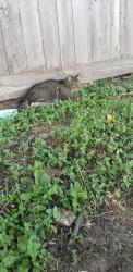 Found/Stray Unknown Cat last seen Intersection of W San Augustine and Georgia, Deer Park, TX 77536