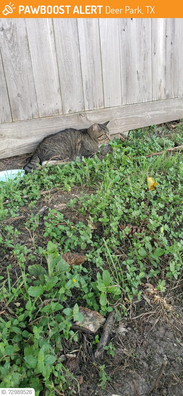 Found/Stray Unknown Cat last seen Intersection of W San Augustine and Georgia , Deer Park, TX 77536
