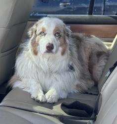 Reunited Male Dog last seen Parish ranch area, Larimer County, CO 80513