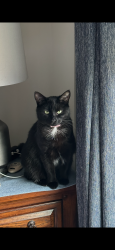Lost Female Cat last seen Berea School rd/ Duncan Rd, Greenville, SC 29601