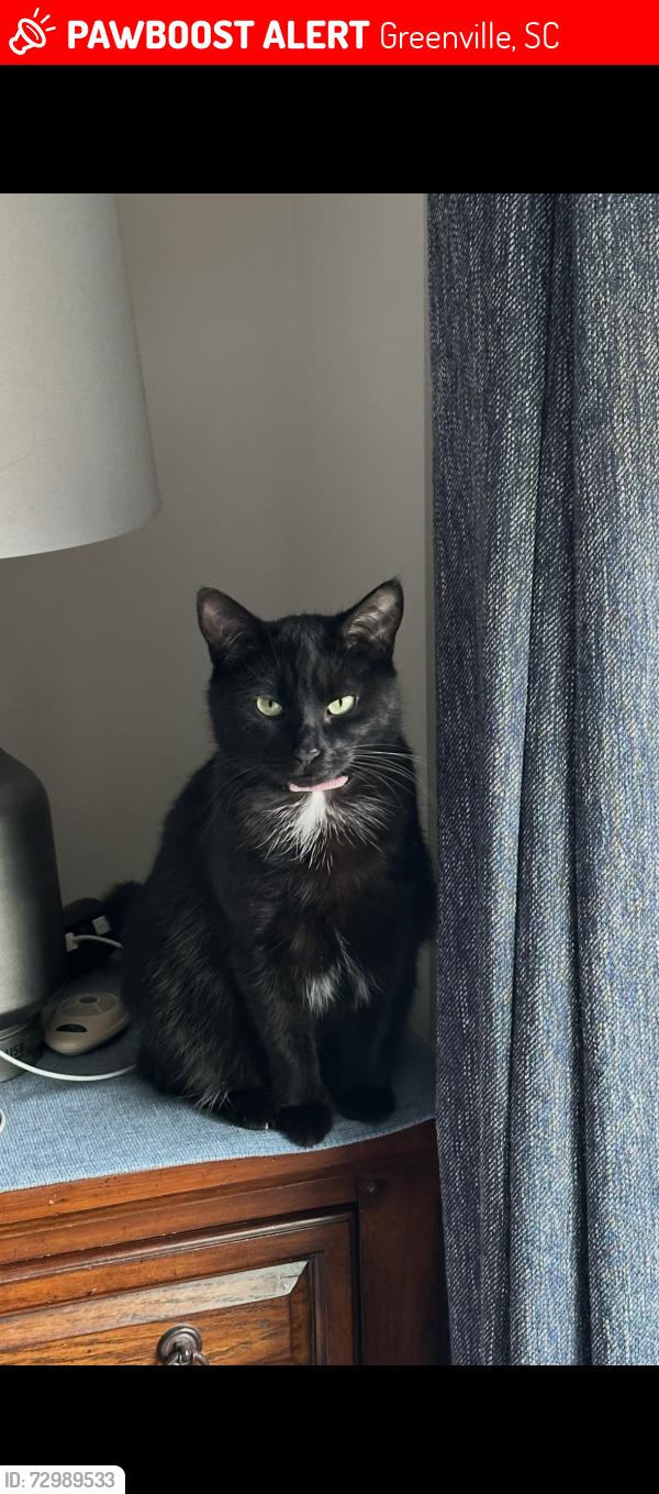 Lost Female Cat last seen Berea School rd/ Duncan Rd, Greenville, SC 29601