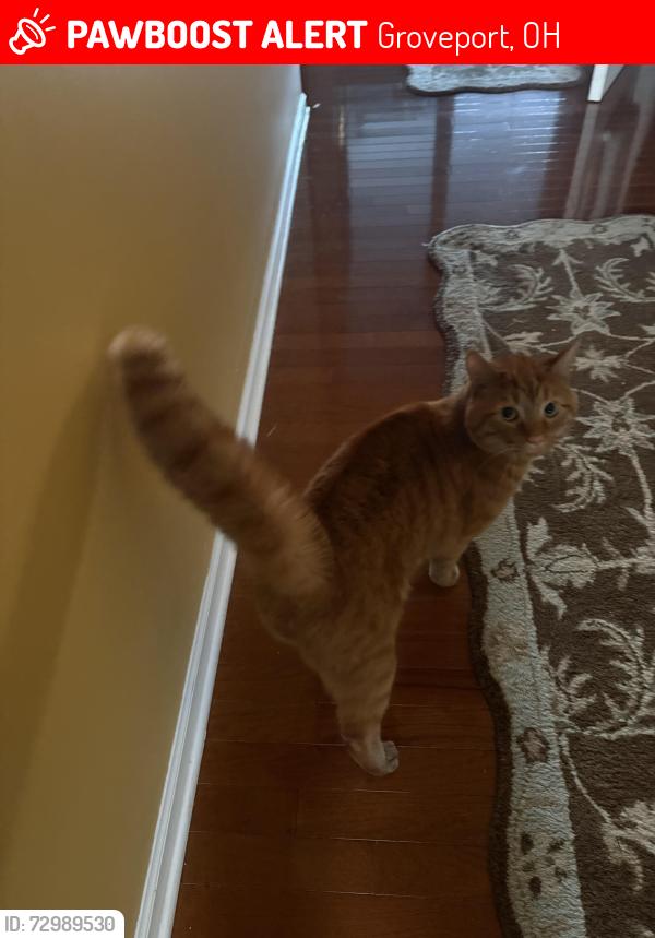 Lost Male Cat last seen Near Cruiser Ave., Groveport, OH 43125