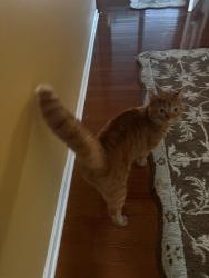 Lost Male Cat last seen Near Cruiser Ave., Groveport, OH 43125