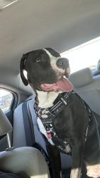 Lost Male Dog last seen Matthew’s Ave , Brooklyn Park, MD 21225