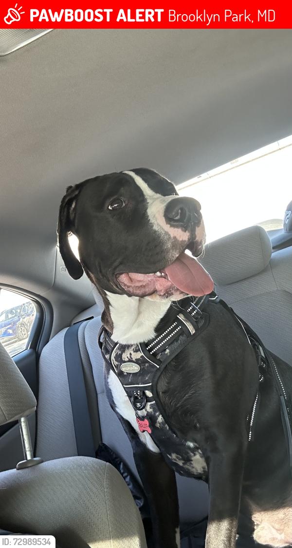 Lost Male Dog last seen Matthew’s Ave , Brooklyn Park, MD 21225