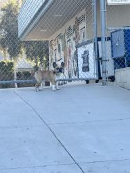 Found/Stray Male Dog last seen Swift lane and Bradley , El Cajon, CA 92020