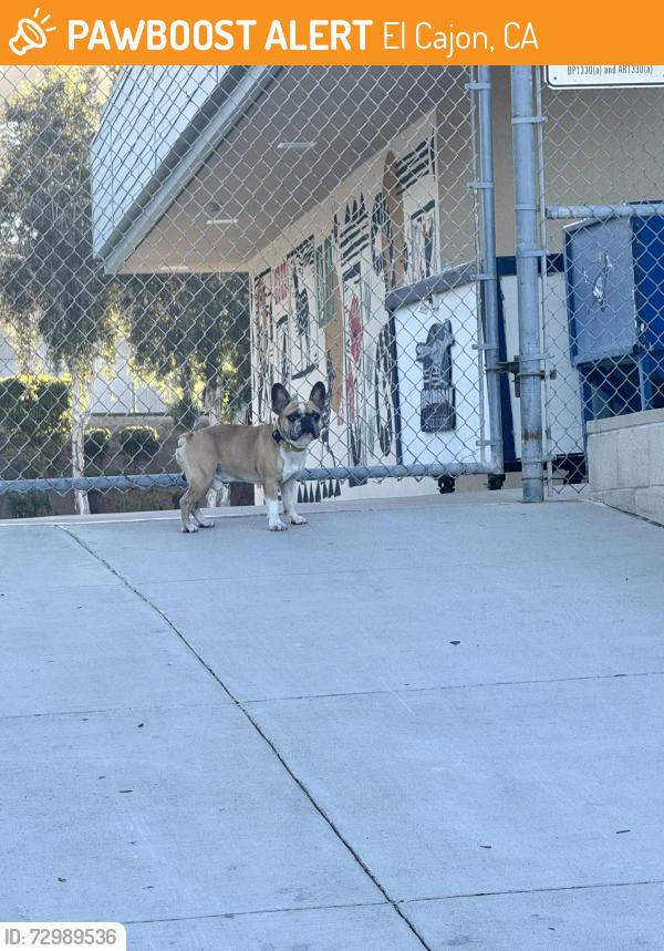 Found/Stray Male Dog last seen Swift lane and Bradley , El Cajon, CA 92020