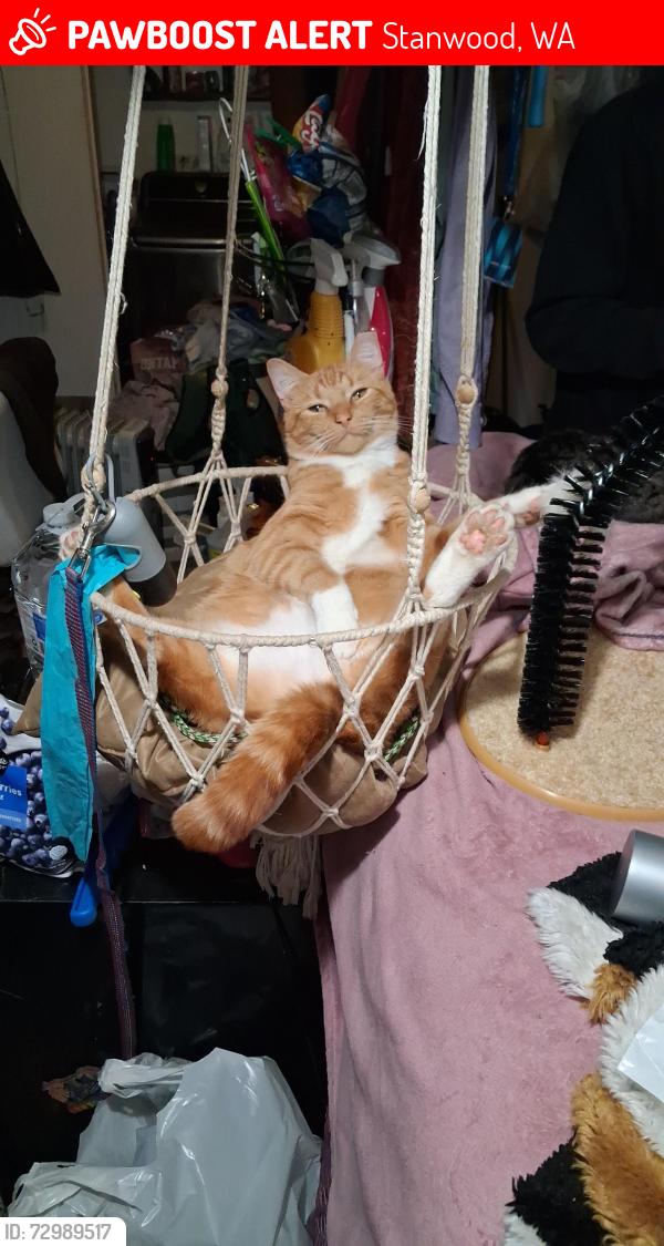 Lost Male Cat last seen 175th 43rd dr nw, Stanwood, WA 98292