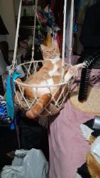 Lost Male Cat last seen 175th 43rd dr nw, Stanwood, WA 98292