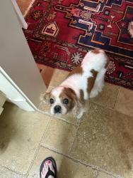 Found/Stray Female Dog last seen preston and waggoner, Dallas, TX 75230