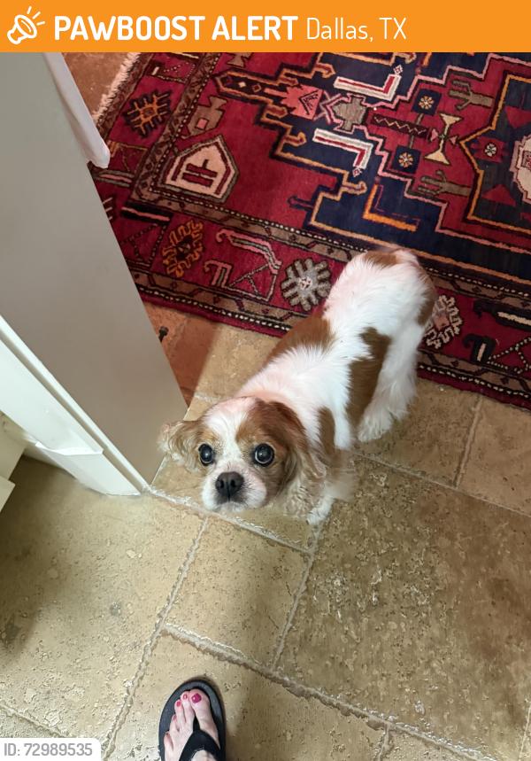 Found/Stray Female Dog last seen preston and waggoner, Dallas, TX 75230