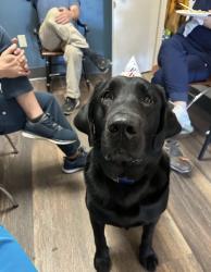 Reunited Male Dog last seen Near Baldwin Rd, Richmond, VA 23229, USA, Richmond, VA 23229
