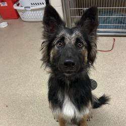 Shelter Stray Male Dog last seen , 54687 Co Rd 19, Bristol, IN 46507, USA