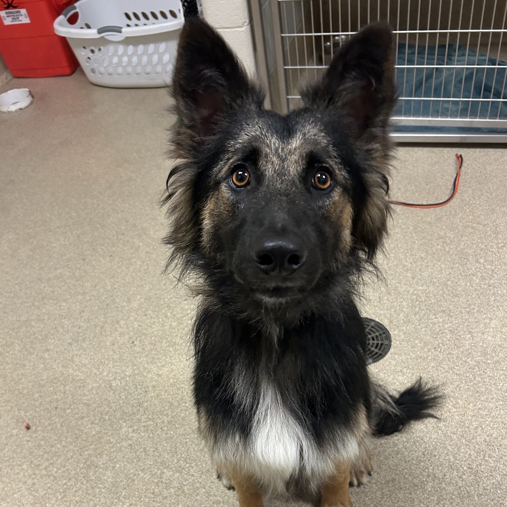Shelter Stray Male Dog last seen , 54687 Co Rd 19, Bristol, IN 46507, USA