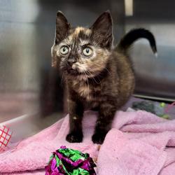 Shelter Stray Female Cat last seen , 4575 E Mesquite Ave, Palm Springs, CA 92264, USA