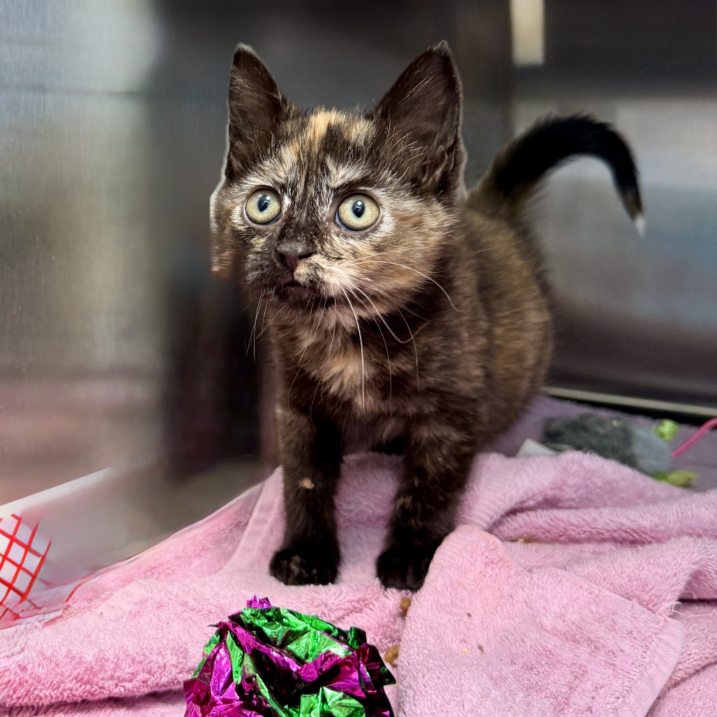 Shelter Stray Female Cat last seen , 4575 E Mesquite Ave, Palm Springs, CA 92264, USA